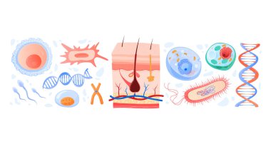 İnceleme DNA 'sı bilimi, mikroskop altında kesilmiş insan hücresi, tıbbi araştırma, karikatür tarzı vektör çizimi, beyaz üzerinde izole edilmiş..