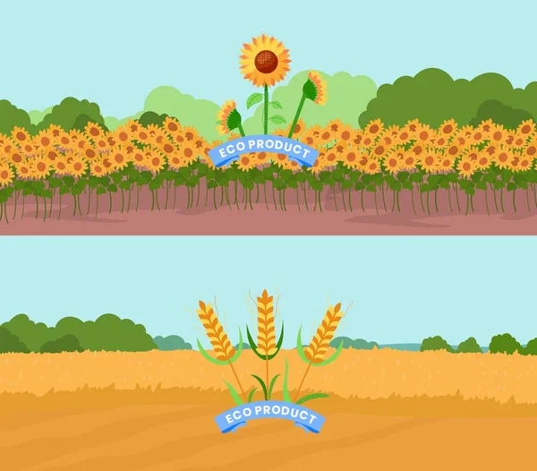 Landbouw culturele, zonnebloem boerderij natuur, plant seizoen achtergrond, veld landschap, design, cartoon stijl vector illustratie. — Stockvector