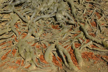 Eski ağaç kökleri - Avrupa kayın ağacı (Fagus sylvatica), park şatosu Hukvaldy, Çek Cumhuriyeti