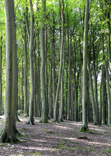 Прекрасный Буковый Лес Зеленый Мистический Ландшафт Буковыми Деревьями Лесу Германия — стоковое фото
