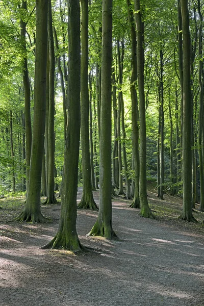 Hermoso Bosque Hayas Verde Paisaje Místico Con Hayas Bosque Alemania — Foto de Stock