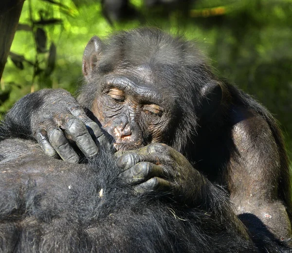 Portrait Adult Chimpanzee — Stock Photo, Image