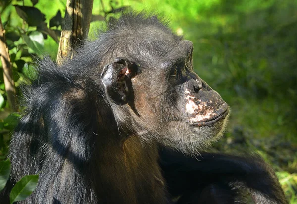 Portrait Adult Chimpanzee — Stock Photo, Image
