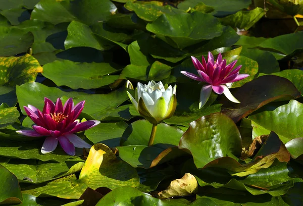 Blühende Seerosen Auf Der Wasseroberfläche — Stockfoto