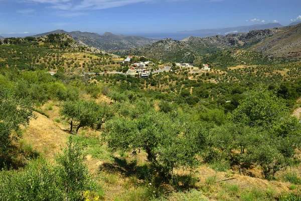 Old Olive Orchard Northeastern Coast Island Crete Greece Stock Picture