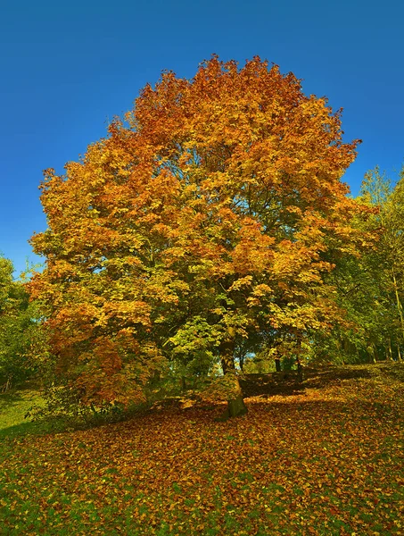 Baumahorn Bunten Herbst — Stockfoto