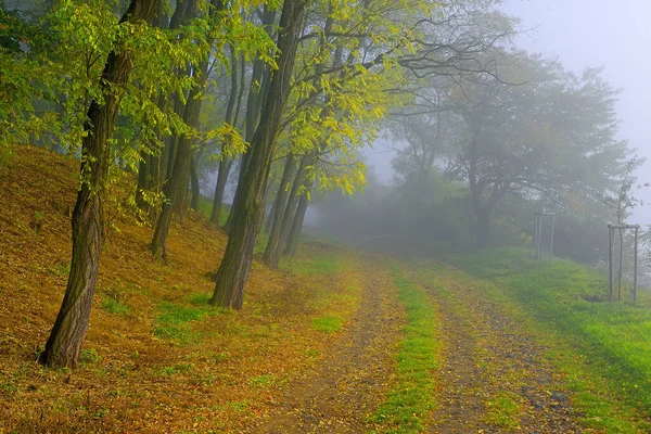 Árboles Niebla Paisaje Bajo Mítico Monte Rip Amanecer Niebla Rip — Foto de Stock