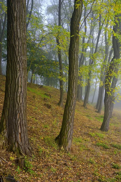 Деревья Тумане Пейзаж Мифической Горой Рип Восход Солнца Тумане Рип — стоковое фото