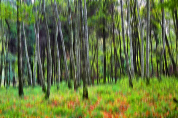 Абстрактный Лес Яркие Цвета Леса Мнению Импрессионистов — стоковое фото