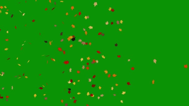 Blowing Maple Leaves Motion Graphics Green Screen Background — Stock Video