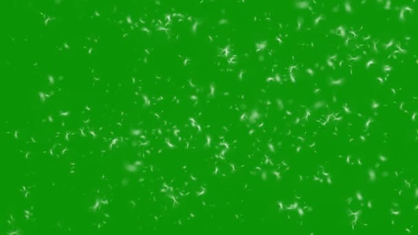 Uçan Karahindiba Tohumları Yeşil Ekran Arka Planlı Polen Tozu — Stok video