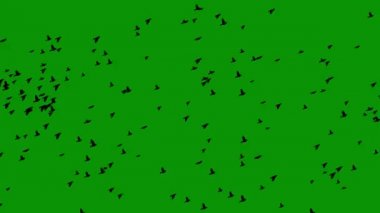 Yeşil ekran arkaplan ile uçan kuşlar hareket grafikleri