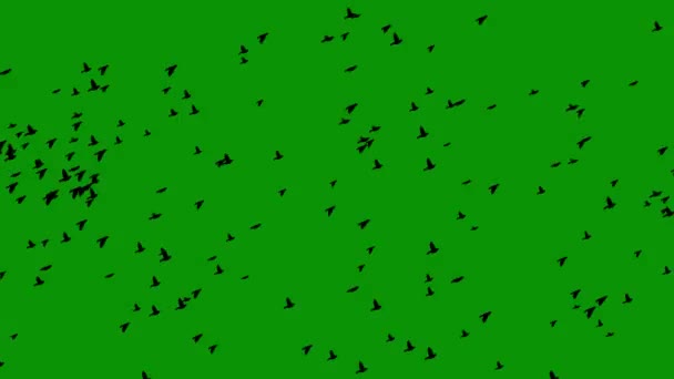 緑の画面の背景と空飛ぶ鳥の動きのグラフィック — ストック動画