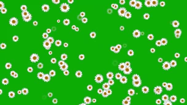 Białe Stokrotki Kwiaty Ruchu Grafiki Zielonym Tle Ekranu — Wideo stockowe