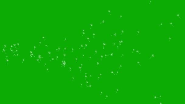 Flying Dandelion Σπόρους Γραφικά Κίνησης Πράσινο Φόντο Οθόνη — Αρχείο Βίντεο
