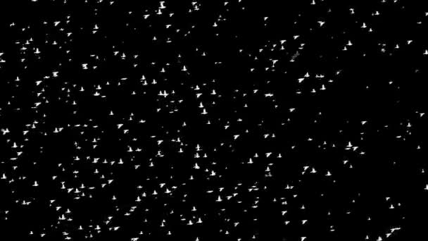 夜間の背景を持つ鳥の動きのグラフィックの飛行グループ — ストック動画