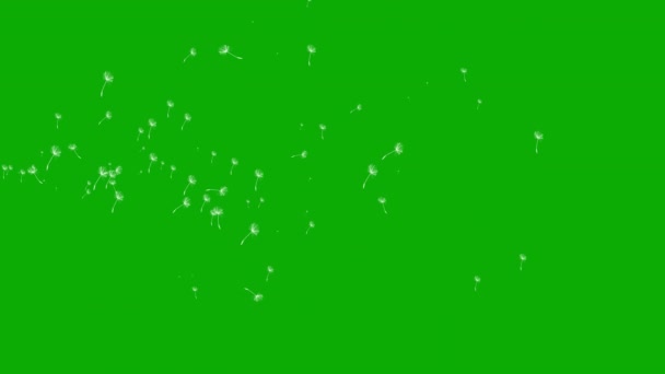 Flying Semillas Diente León Gráficos Movimiento Con Fondo Pantalla Verde — Vídeos de Stock