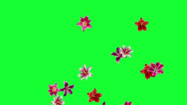 Alstroemeria çiçekleri yukarı zıplayan yeşil ekran arka planlı hareket grafikleri