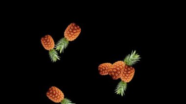 Sade siyah arkaplanlı taze ananas hareketli grafikler