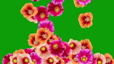 Düşen taze Hollyhocks çiçekleri yeşil ekran arkaplanlı hareket grafikleri