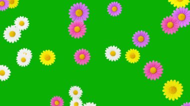 Düşen renkli papatya çiçekleri yeşil ekran arkaplanlı hareket grafikleri