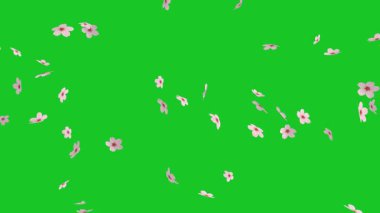 Düşen kiraz çiçekleri yeşil ekran arkaplanlı hareket grafikleri