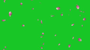 Düşen pembe gül yaprakları yeşil ekran arkaplanlı hareket grafikleri