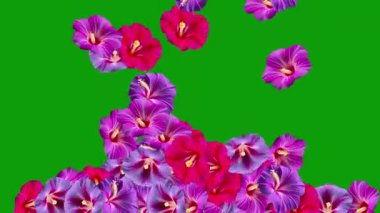 Düşen sabah çiçekleri yeşil ekran arkaplanlı hareket grafikleri