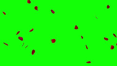 Düşen kırmızı gül yaprakları yeşil ekran arkaplanlı hareket grafikleri