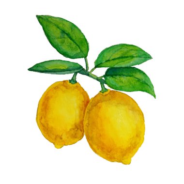 Sulu Boya limon yaprakları ile şube asılı