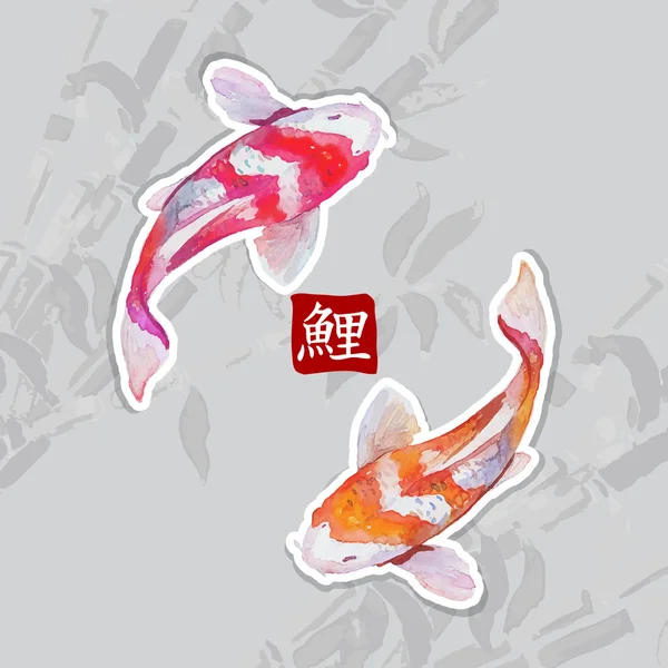 Japonês aquarela carpas koi natação. Símbolo caligráfico . — Vetor de Stock