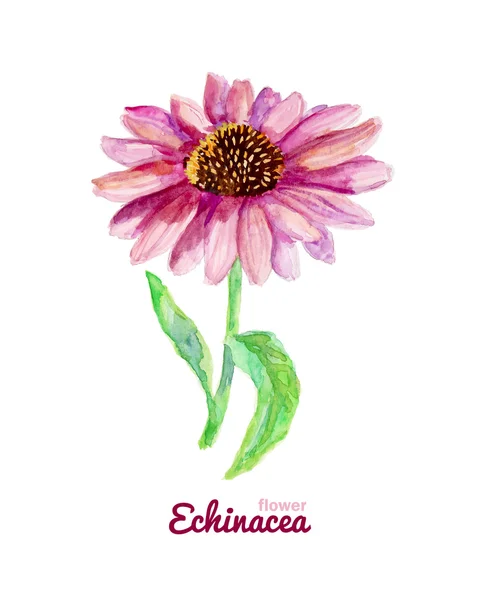 Aquarelle fleur médicinale d'échinacée — Image vectorielle