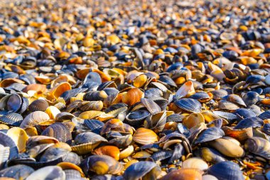 Makhachkala şehri, Dağıstan Cumhuriyeti, Rusya.