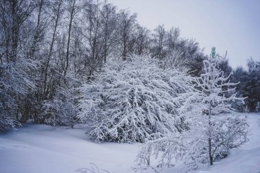 Molodetsky Kurgan 'a giden kış ormanı.