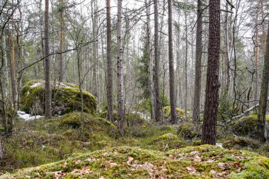 Markovilla yakınlarında terk edilmiş bir su kulesi Vyborg Koyu 'nun Zashchitnaya Körfezi kıyısında, Mon Repos malikanesinin karşısında, Vyborg' un kuzeydoğusunda.