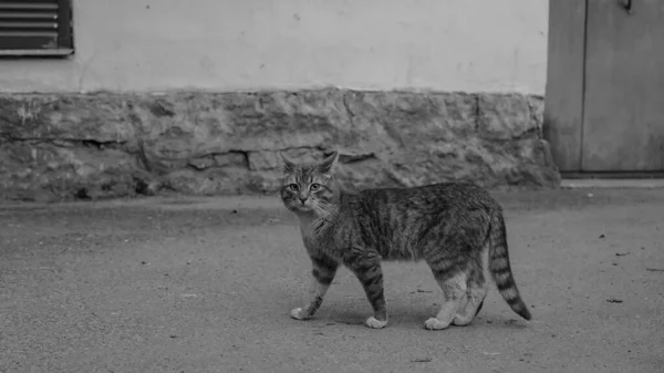 Коти Міста Виборг Русі — стокове фото