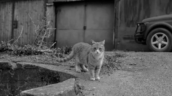 Cats City Vyborg Russia — Stockfoto