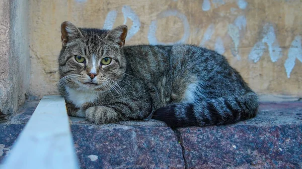 Kočky Města Vyborg Rusku — Stock fotografie