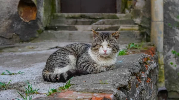 Cats City Vyborg Russia — Fotografia de Stock