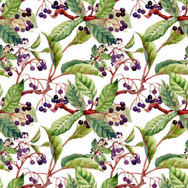 dalları, yaprakları ve yabani meyveleri