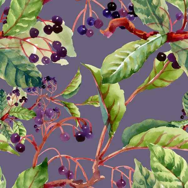 枝、葉および野生の果実 — ストック写真