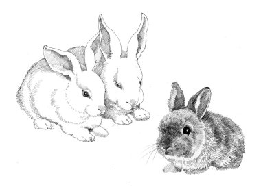 kabataslak tavşan illüstrasyon