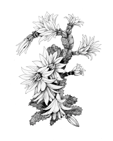 Monochrome flowers illustration — Stock Photo, Image