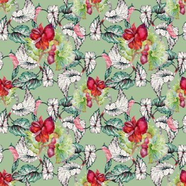 Coleus kırmızı çiçekler ile Seamless Modeli