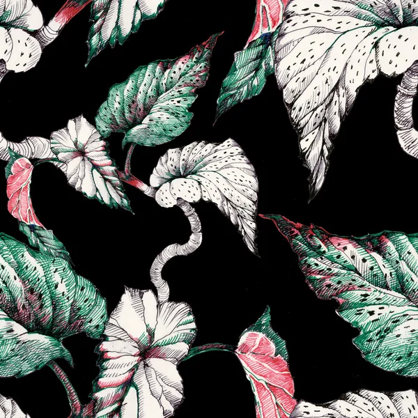 Seamless mönster med coleus växt — Stockfoto