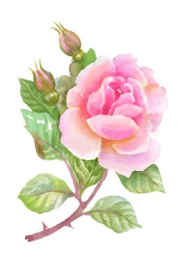 Suluboya bahçe gül