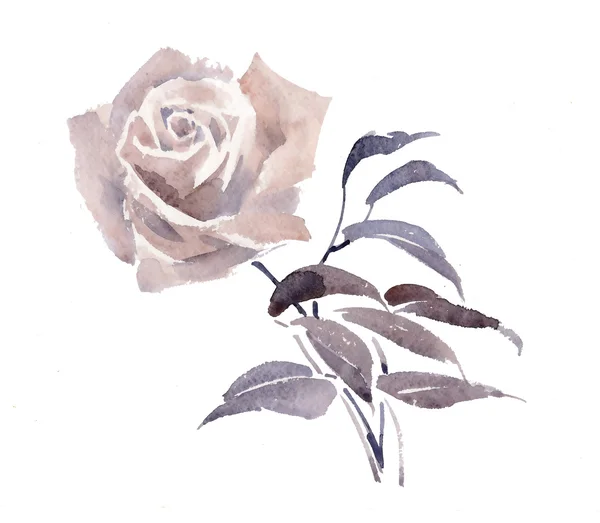 Akvarell kert Rózsa — Stock Fotó