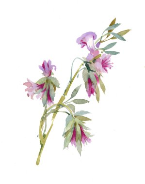 renkli bahçe çiçekleri