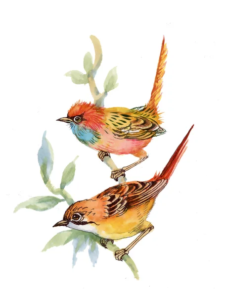 Watercolor forest birds — Stock Photo, Image