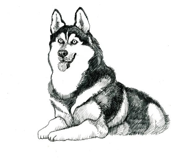 Sketched husky dog — Stock Photo, Image